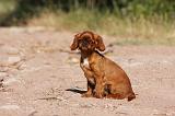 KING CHARLES SPANIEL 176